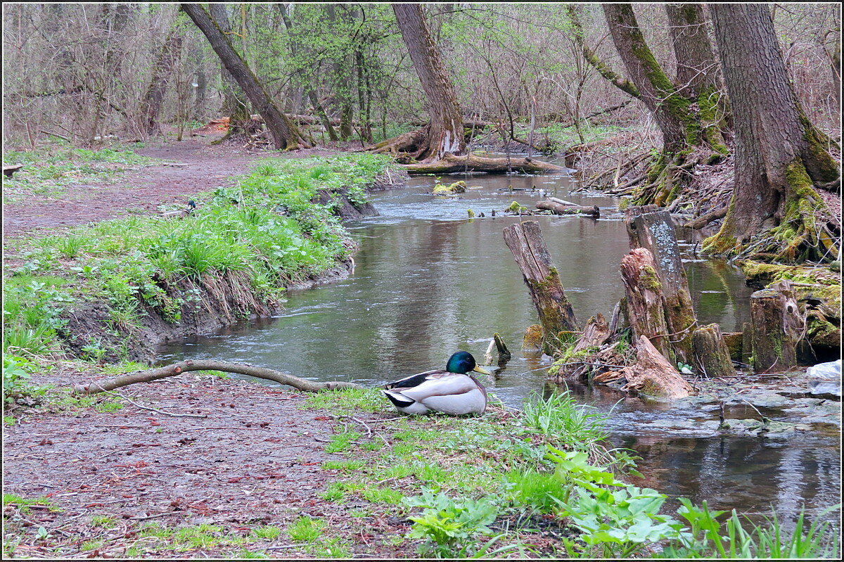 Любуясь владениями - Сеня Белгородский
