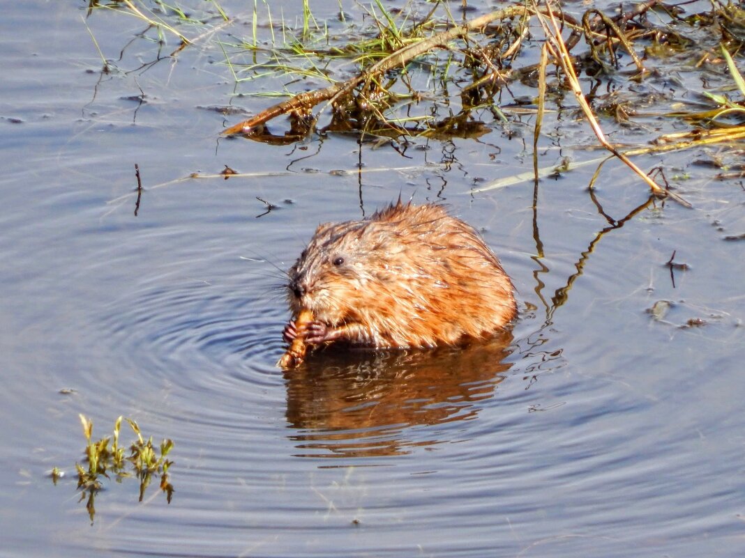 Вкусный корешок! - Елена Хайдукова  ( Elena Fly )