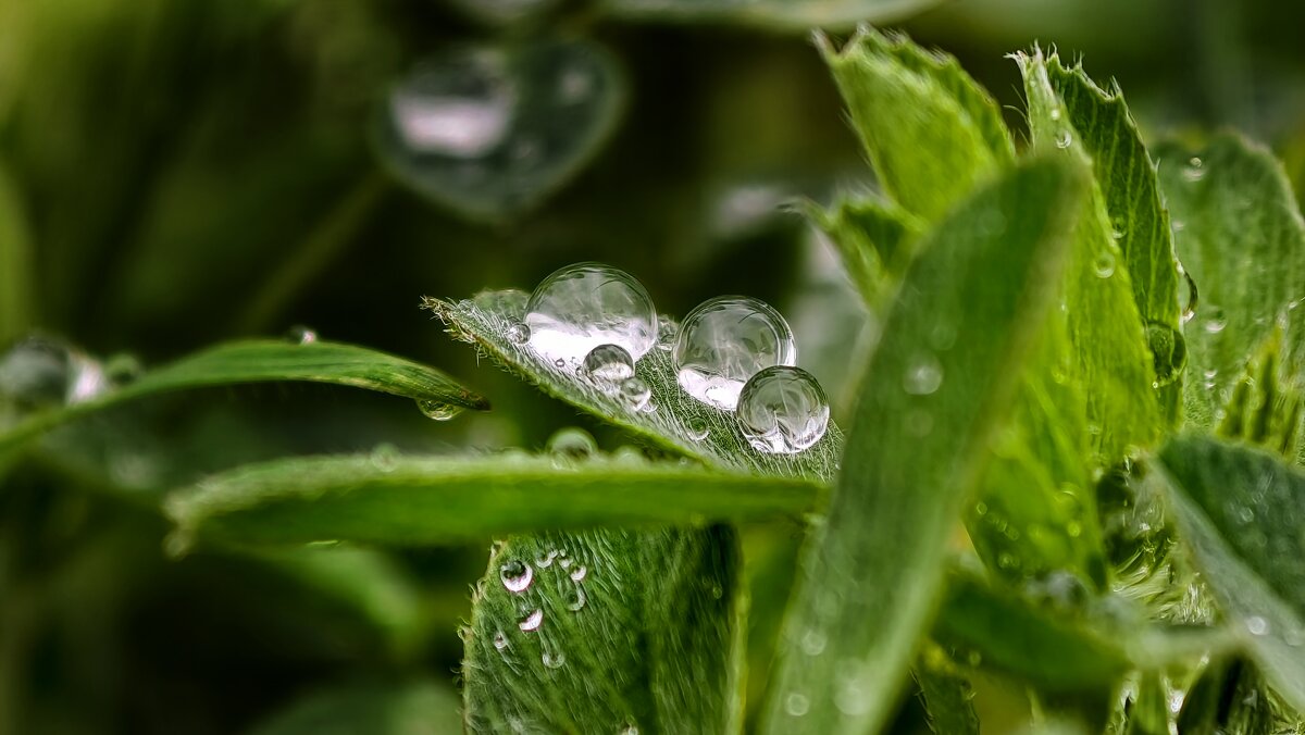 Капельки - Мариша Тим