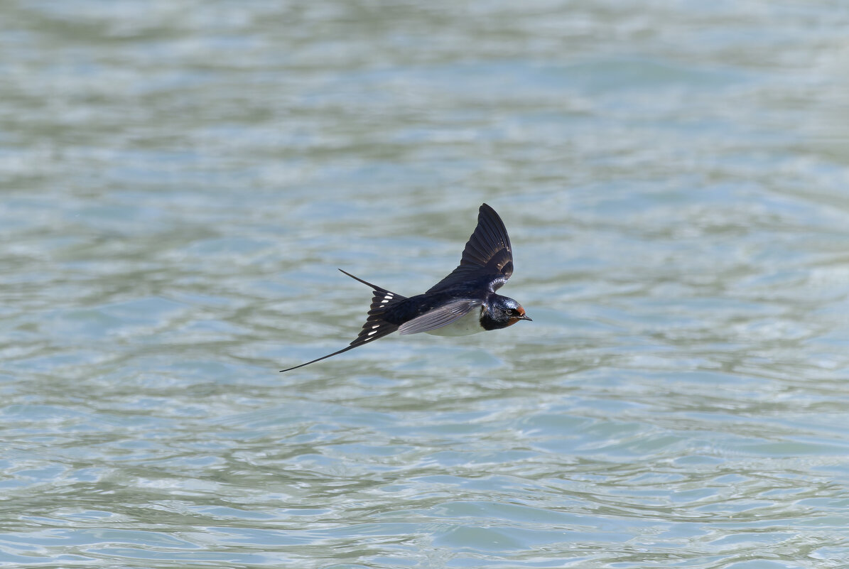 ласточка деревенская. - юрий макаров