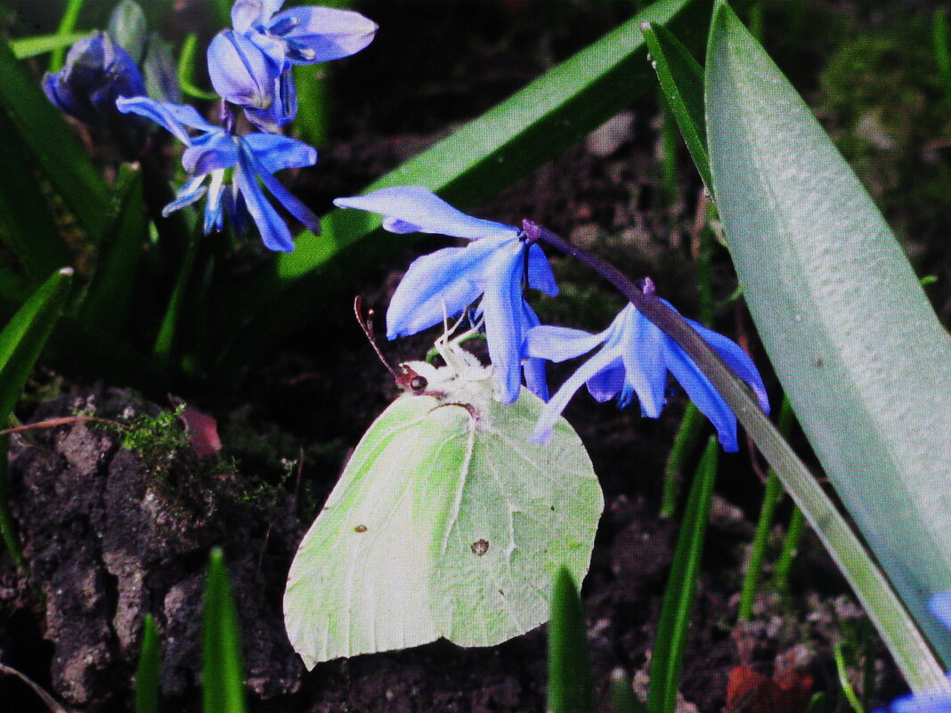Лимонница прилетела - Людмила Смородинская