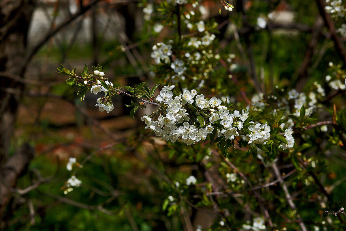 Цветение - Юрий Гайворонскiий