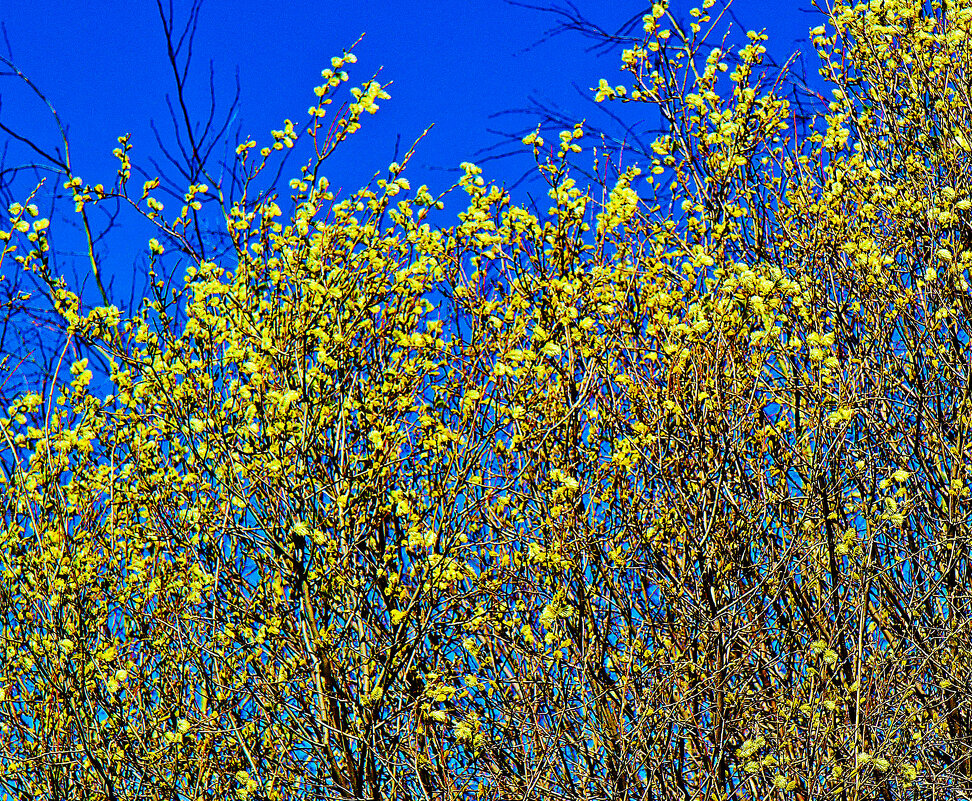 Май...Цветет над протокой верба! - Владимир 