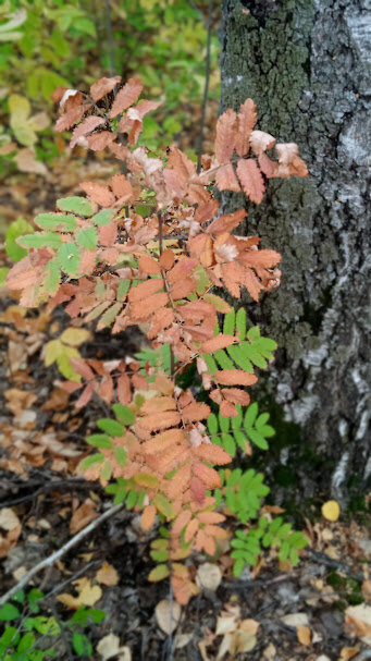 октябрь - Елена Шаламова