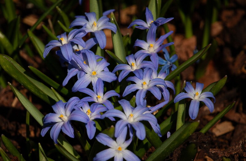 *** - Геннадий Порохов