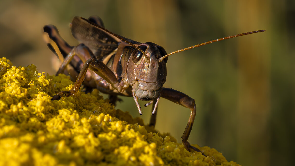 ... - Николай Бабухин