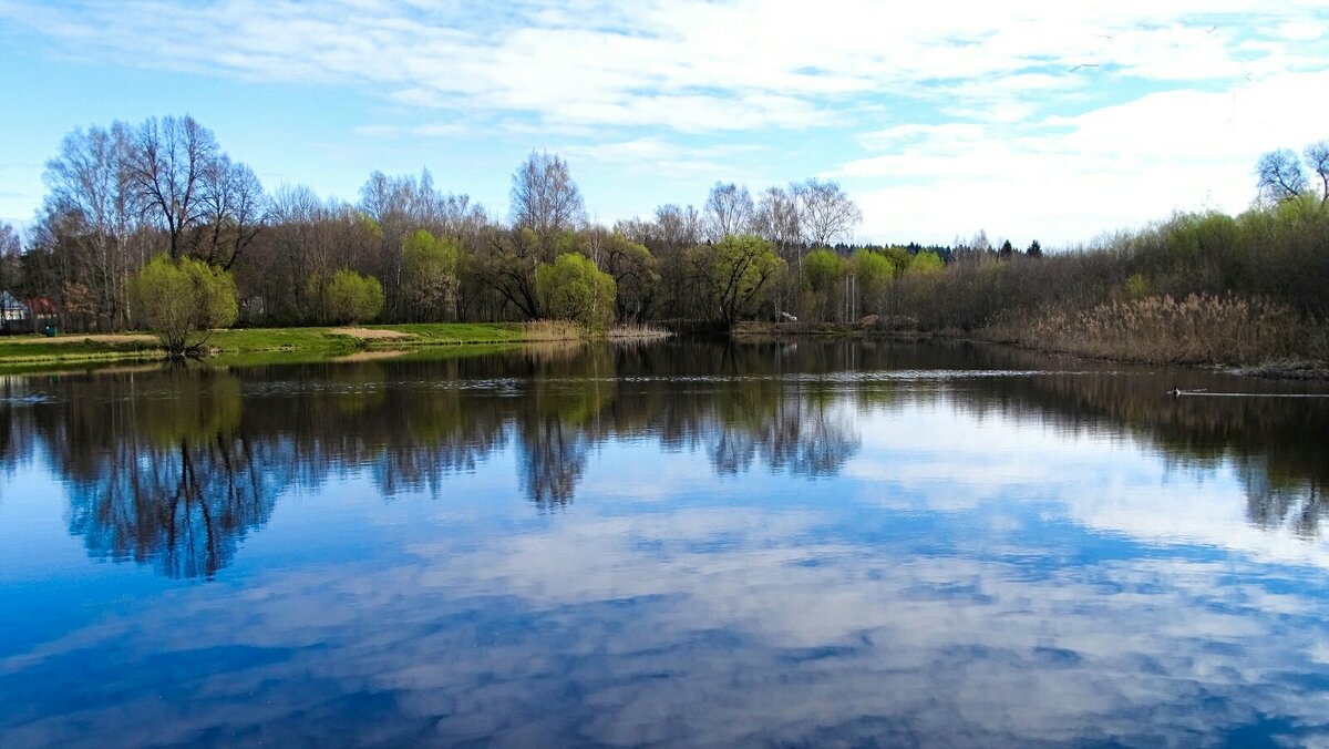 Природа Смоленщины в апреле. - Милешкин Владимир Алексеевич 
