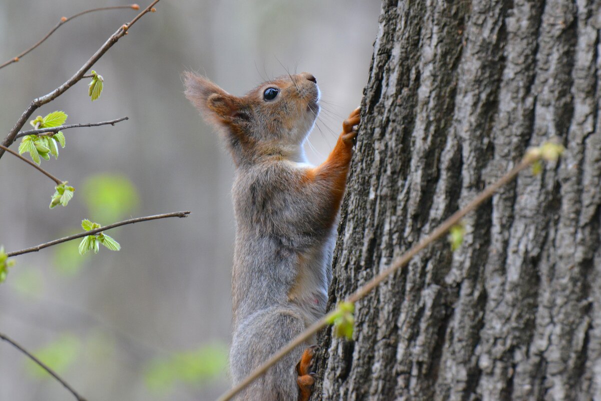 Белка - Константин Анисимов