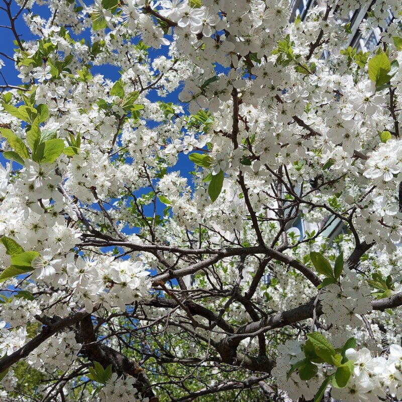 Когда цветут сады... - Елена Семигина