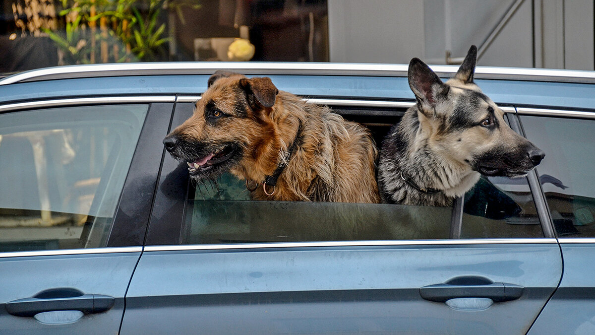 Под надёжной охраной - Alexandеr P