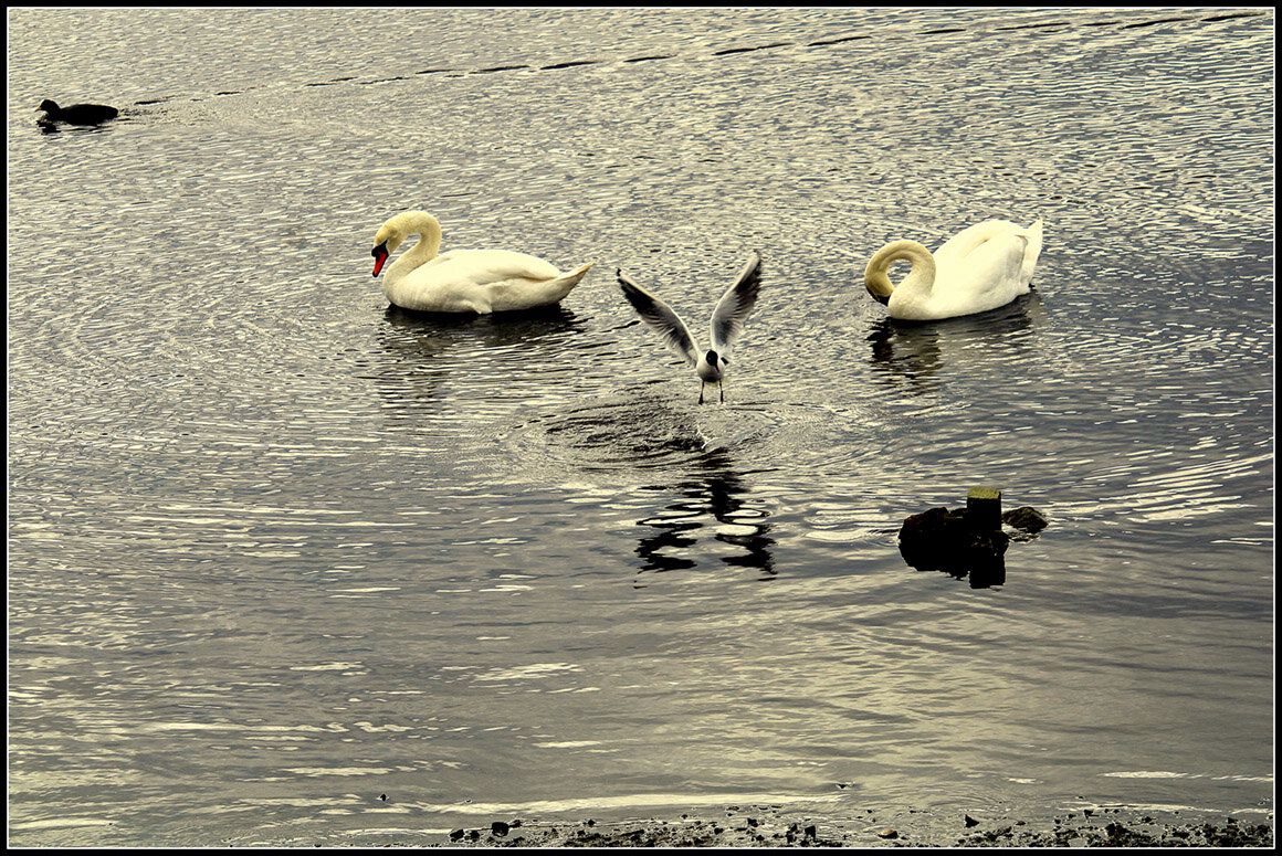 перезимовали - Aleksandr Gal