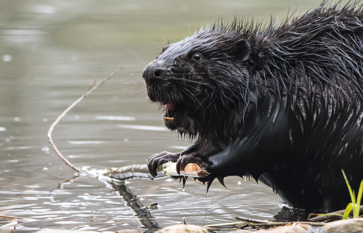 Завтрак бобра. - Владимир Безбородов