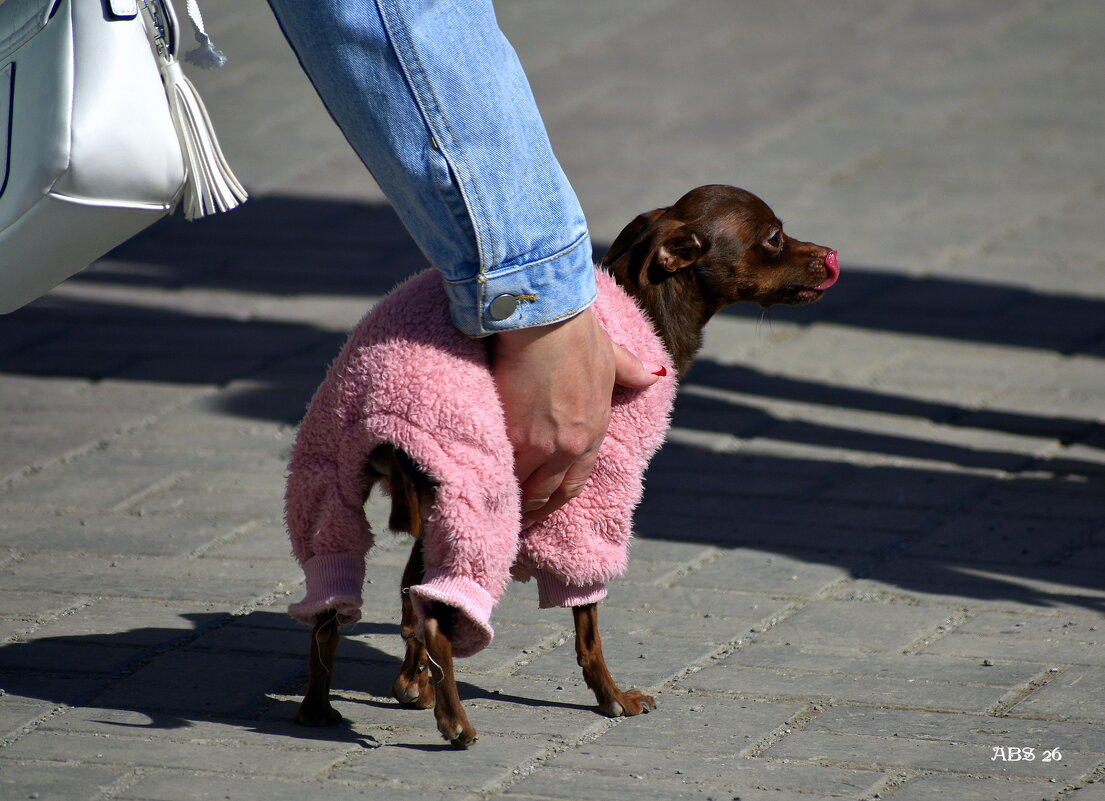 Любимка.. - Александр Шимохин