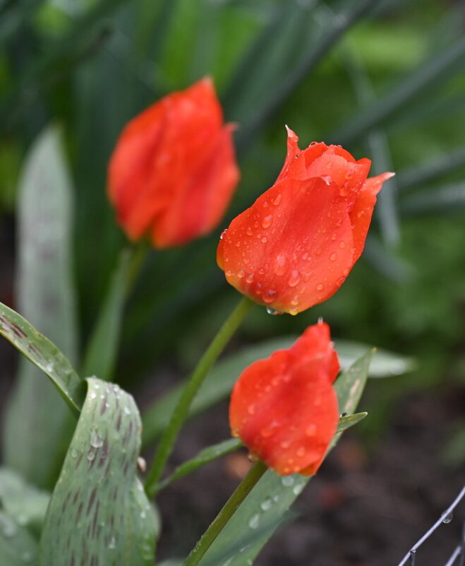 Тюльпаны бывают разные.. - Николай Саржанов