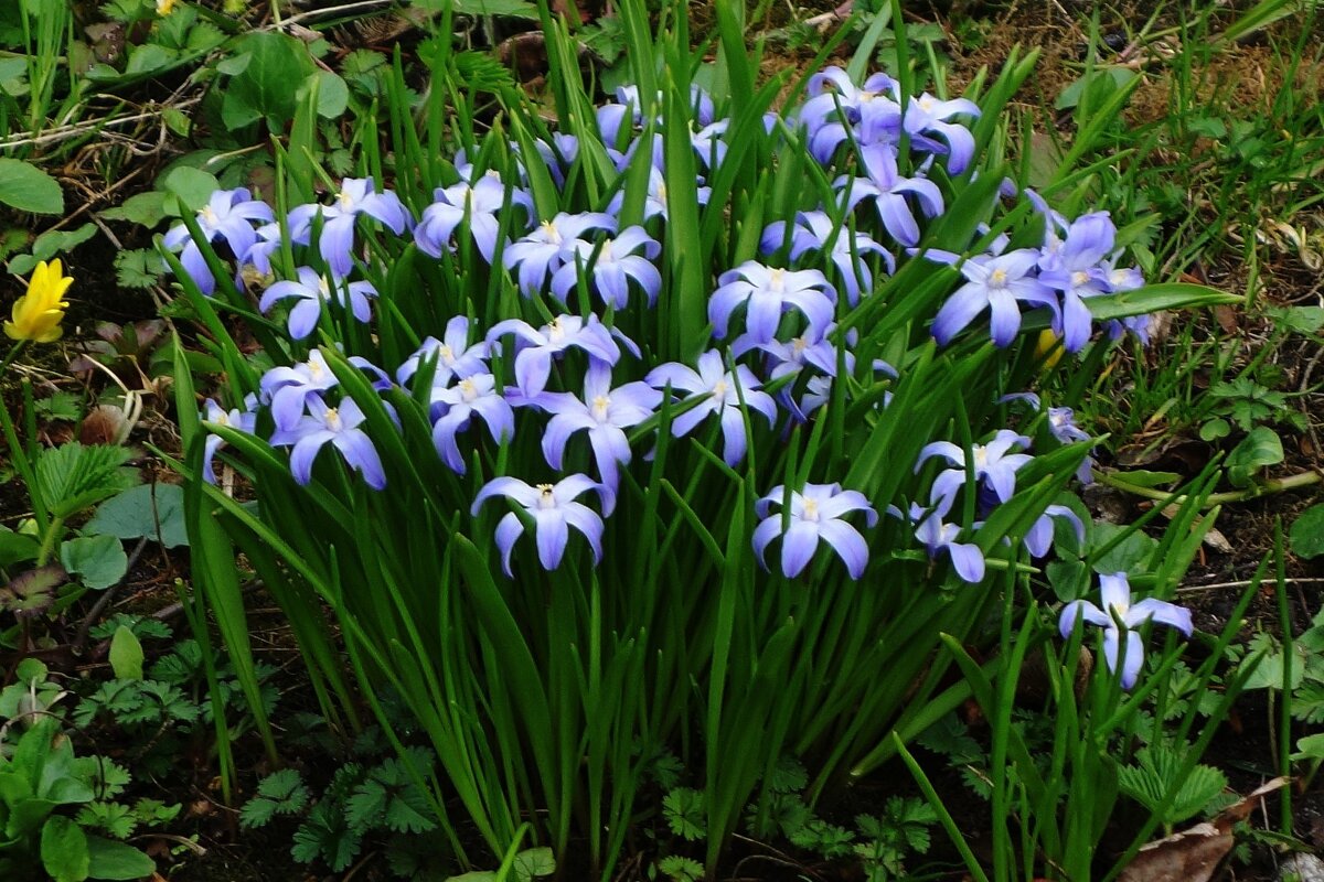 Хионодокса - Рита Симонова