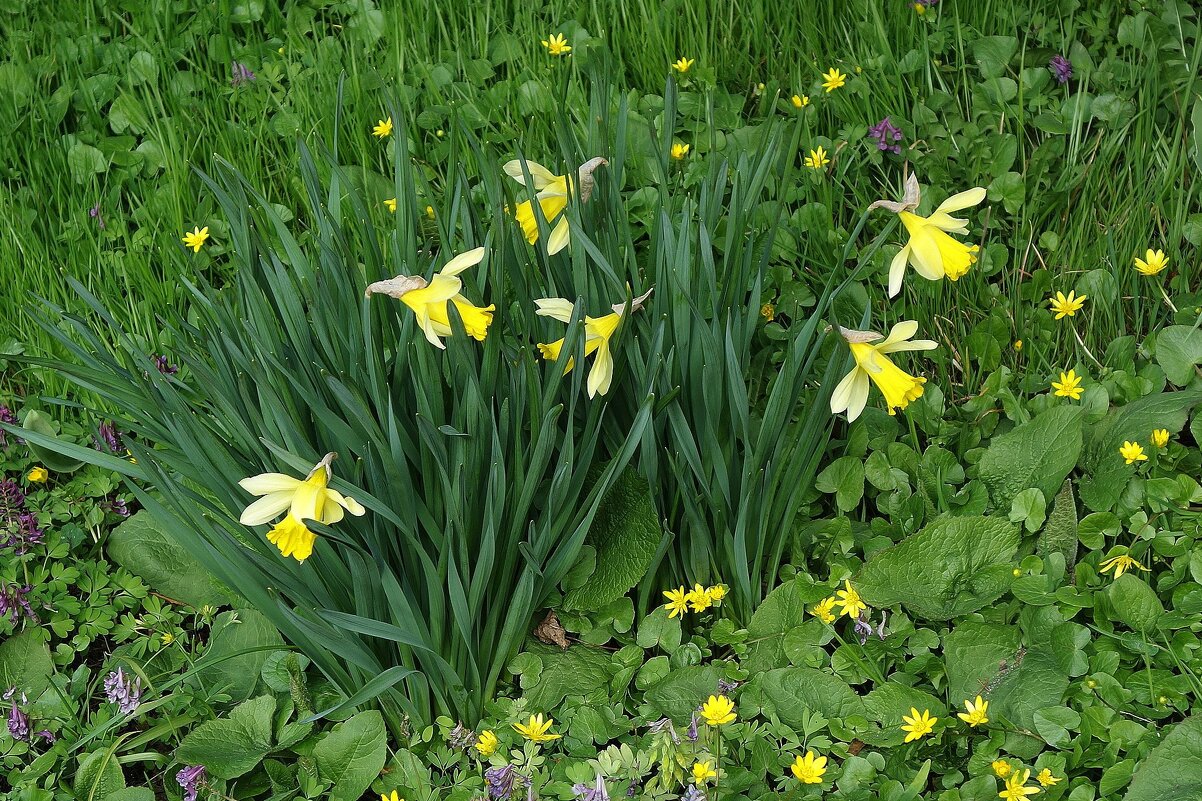 Нарцисс - Рита Симонова