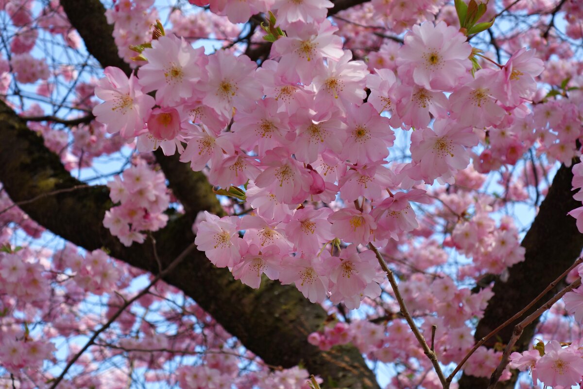 Каждый год распускаются сакуры... - Галина 