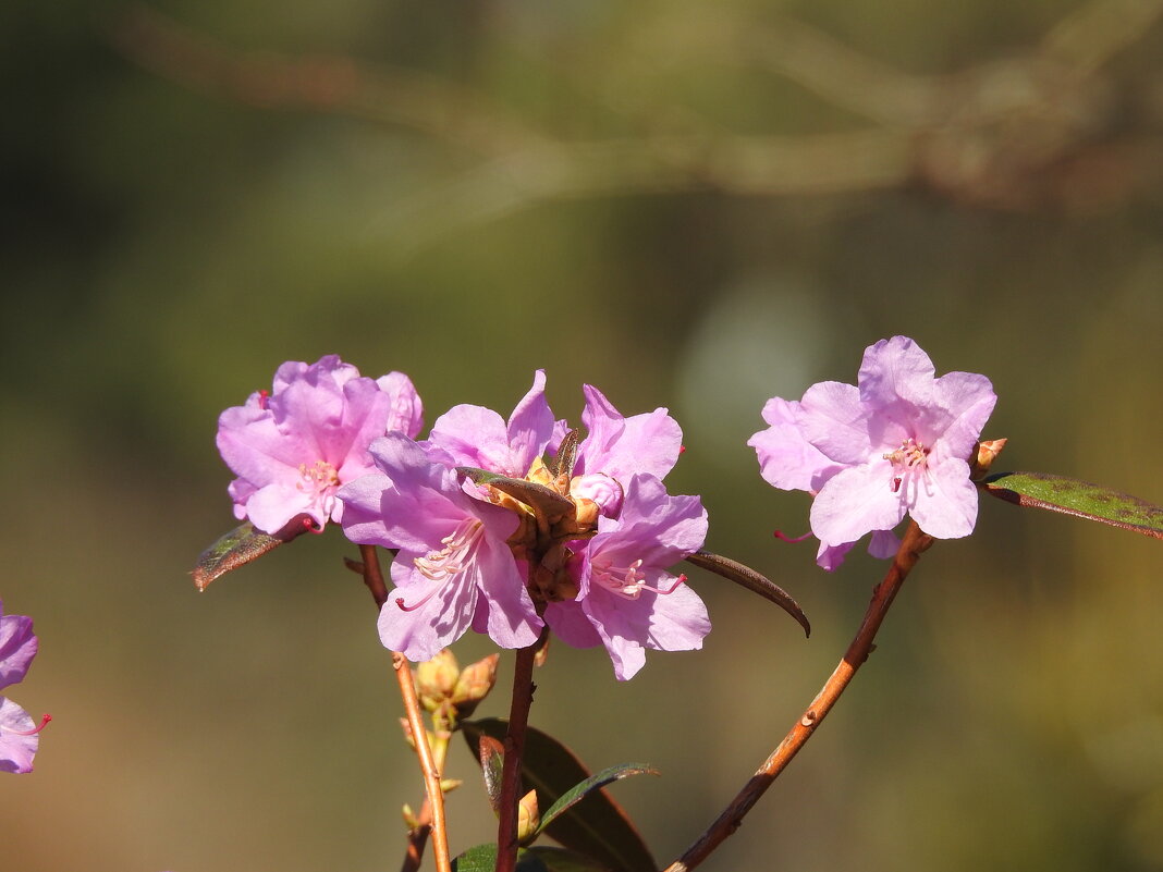 весенние зарисовк - ИННА ПОРОХОВА