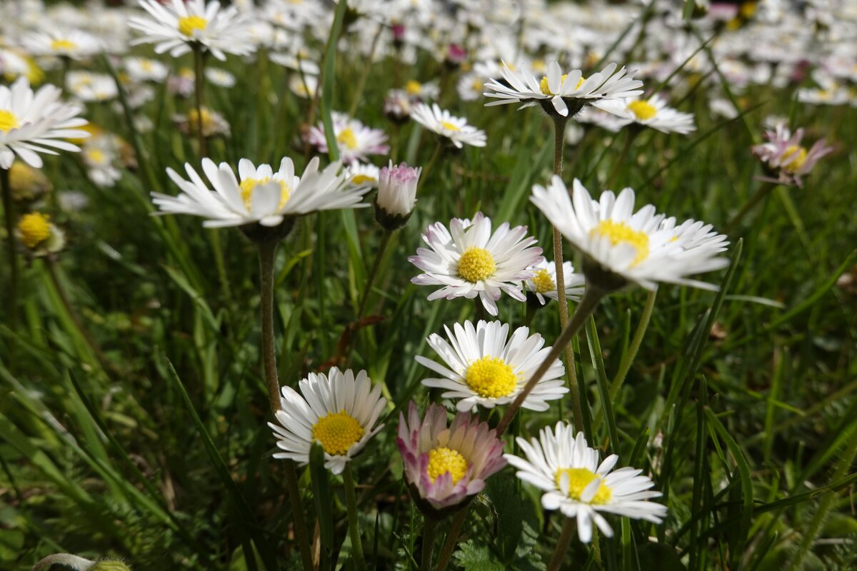 Цветов много не бывает!... - Галина 