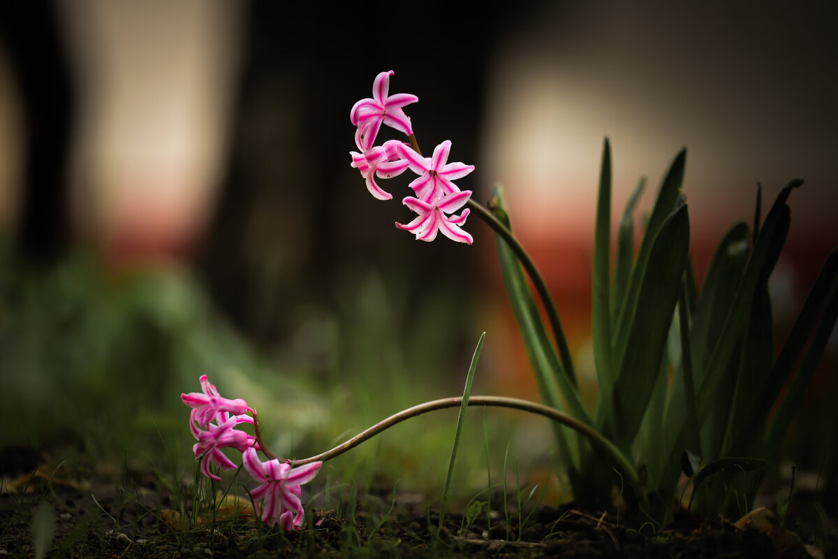 Гиацинт - Игорь Шевченко