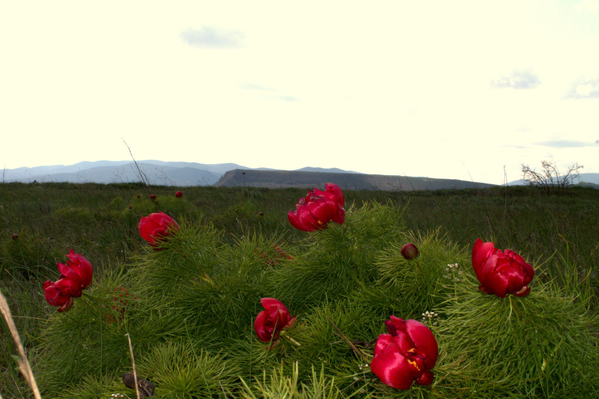 Горицветы расцвели - Ирина 