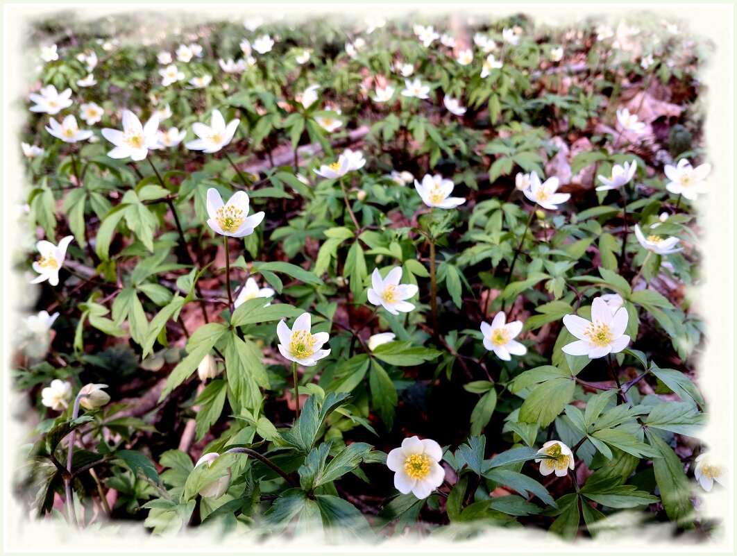 В лесу в апреле красота! - Лия ☼