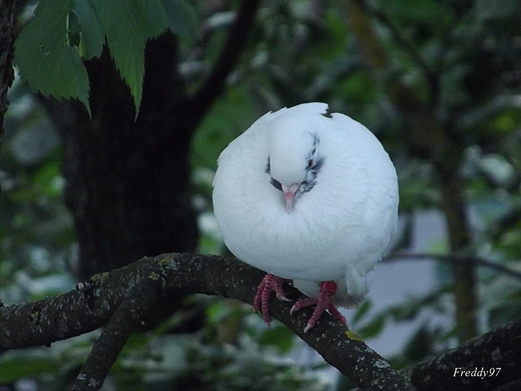 Голубка - Freddy 97