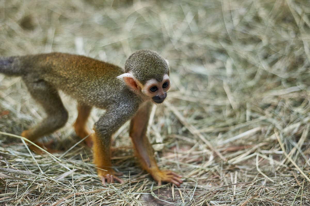 Обыкновенная Беличья Обезьяна - Александр Леонов