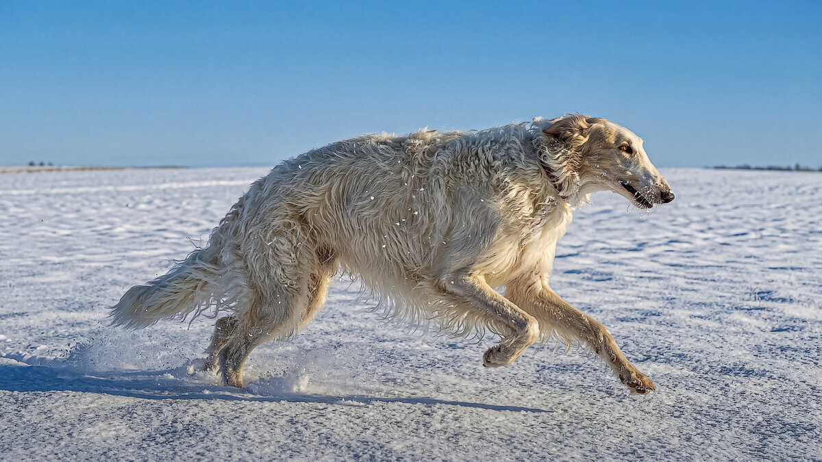 Русская псовая борзая - Aleksey Afonin