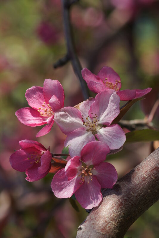 Яблонька - Наталия Григорьева