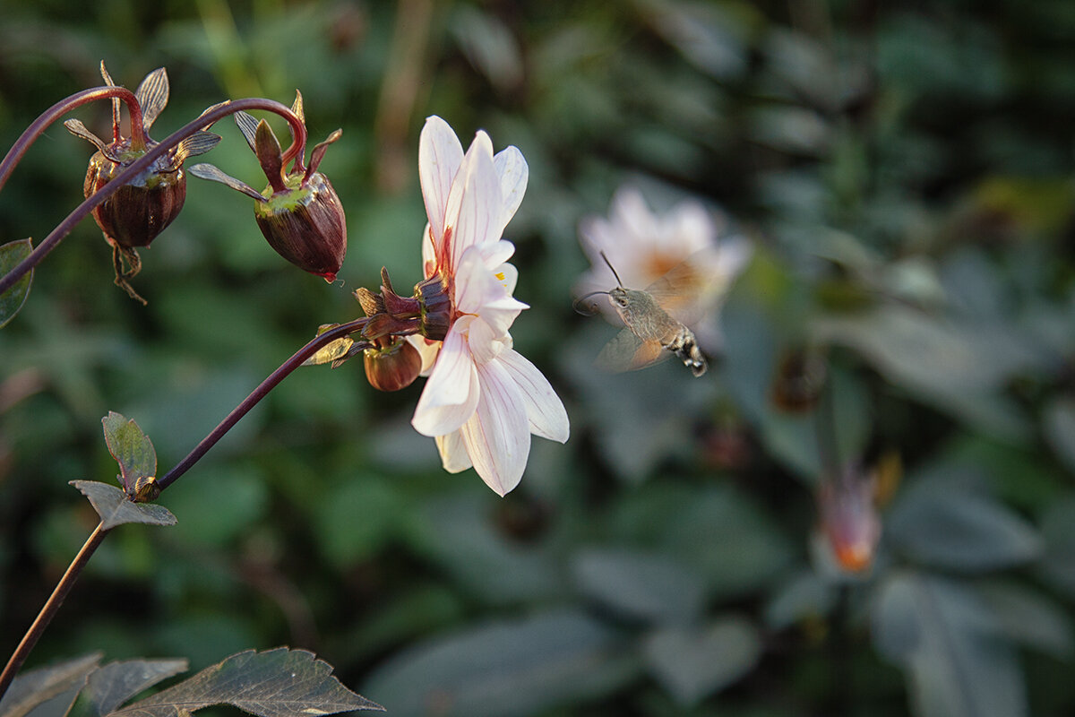 Осень Жизнь продолжается... - Лилия *