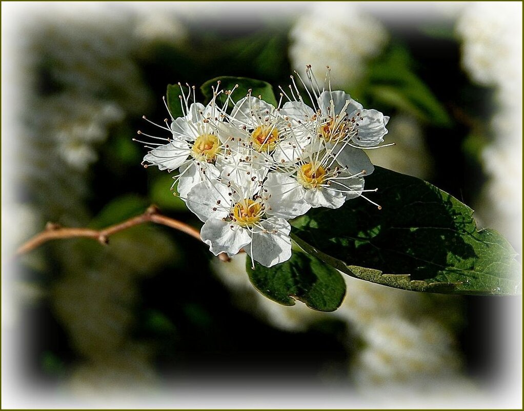 Реснички спиреи... - Валентина Надсон