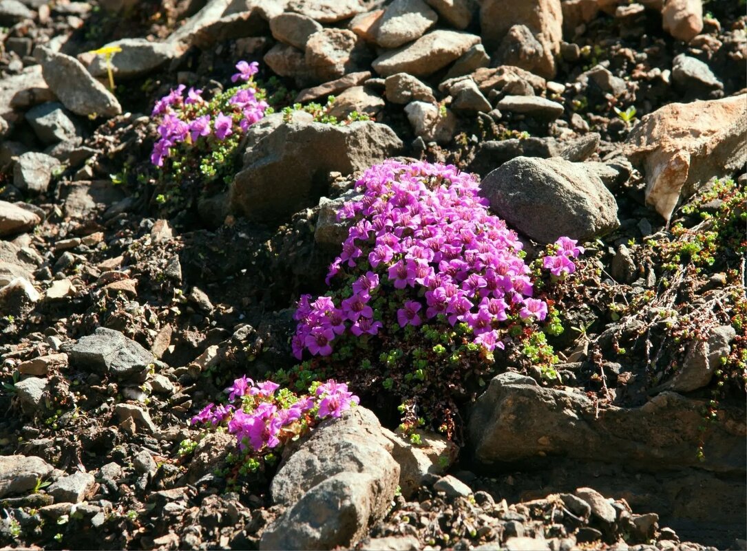 Цветы - Виктор Фоменко