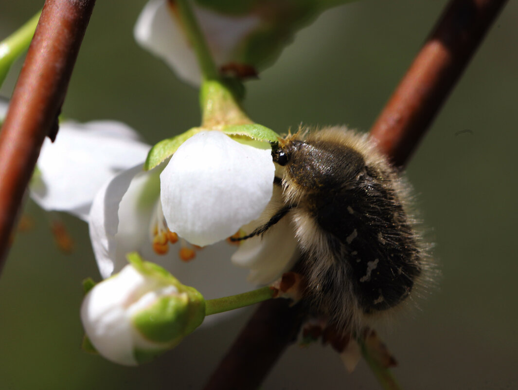 Мохнатая бронзовка - Татьяна Салиева