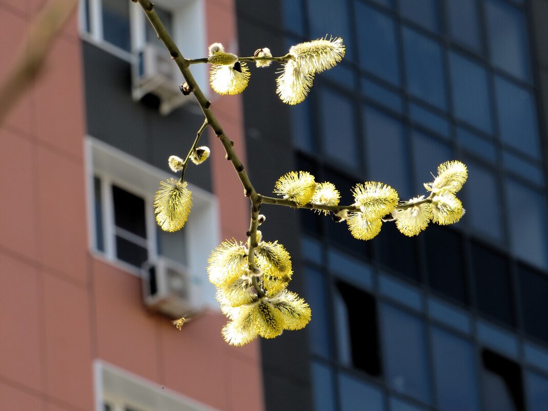 Весна - Лариса С.