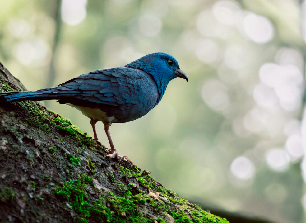 Птичка - ura Зелев