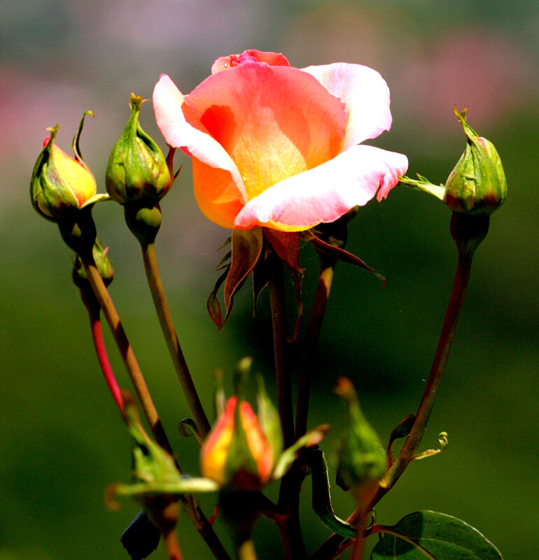 Цветение - Валерий 