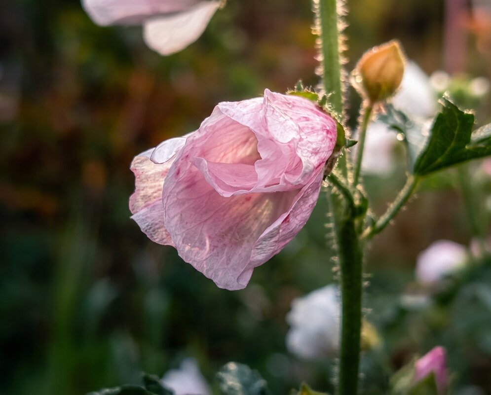 Шток-роза - Лилия 