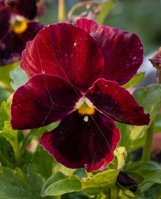 Темно бордовый цветок фиалки - Лилия 