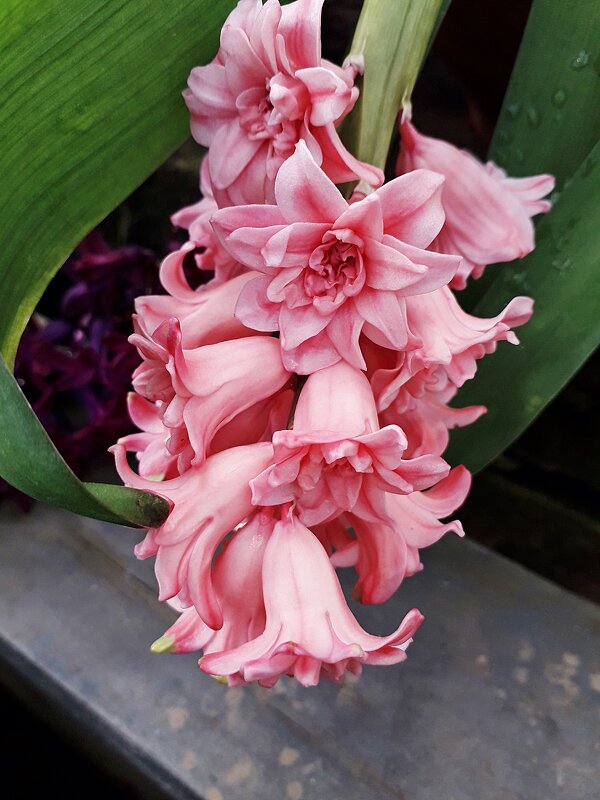 Веточка гиацинта - Лидия Бусурина