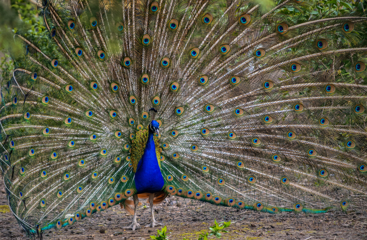 Красава... - Игорь Протасов