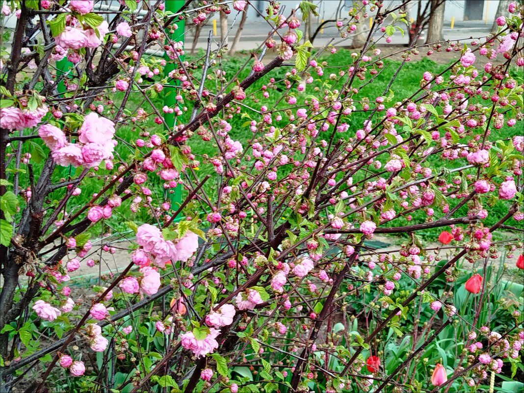 Нежность! - Надежда 