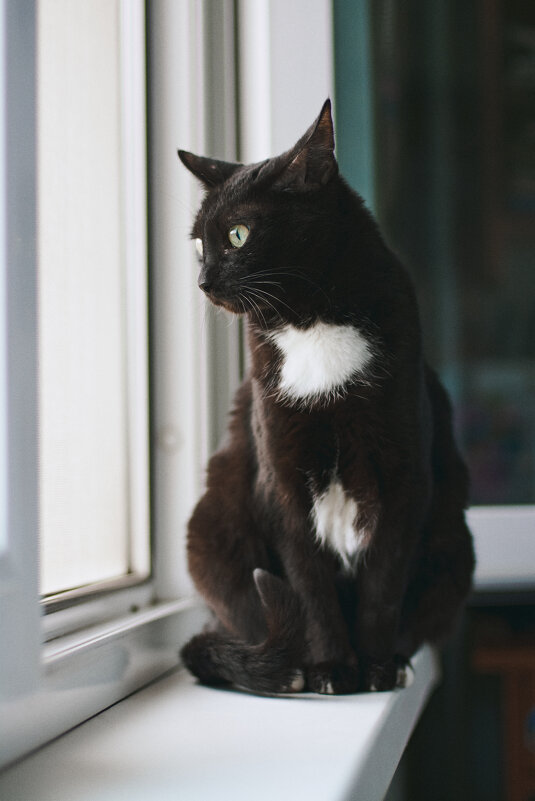 Наблюдатель - Мария Шабурникова