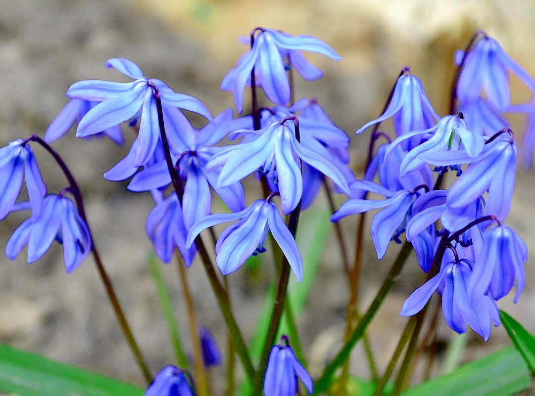 Голубые пролески в саду. - Наталья ***