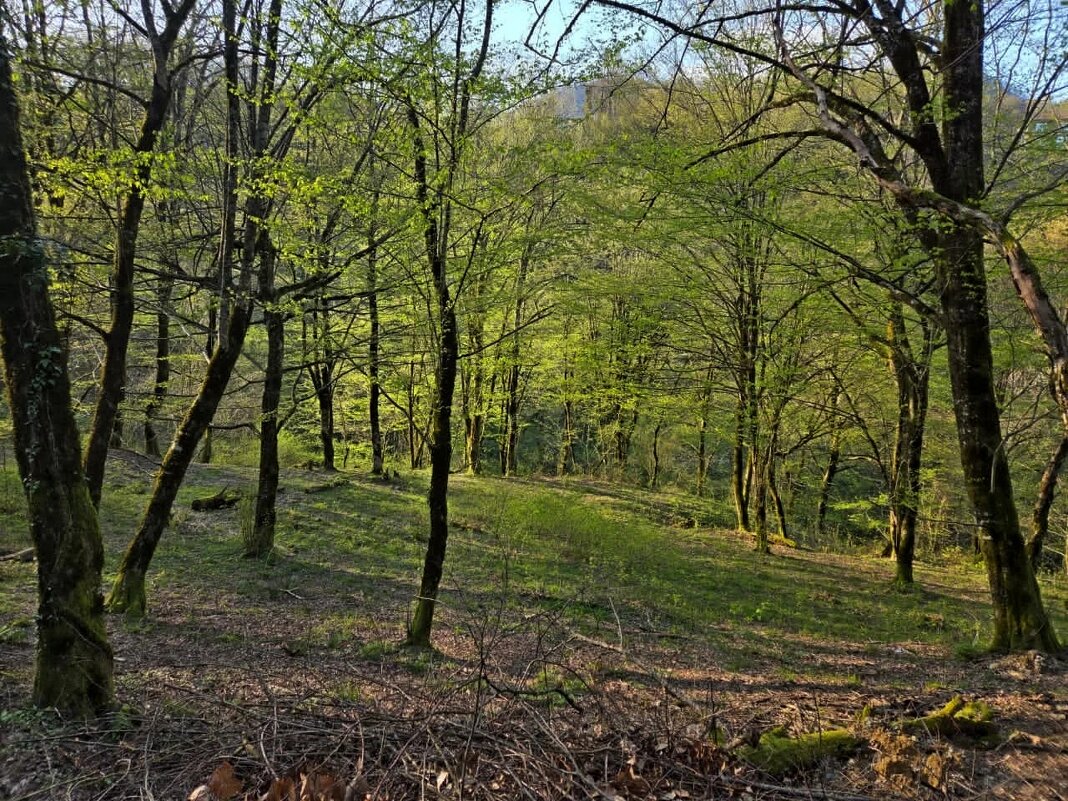 Прогулка в лесу - Tata Wolf