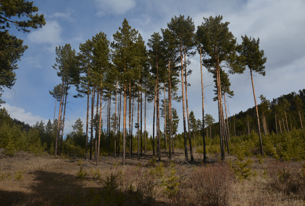 *** - Наталья Покацкая