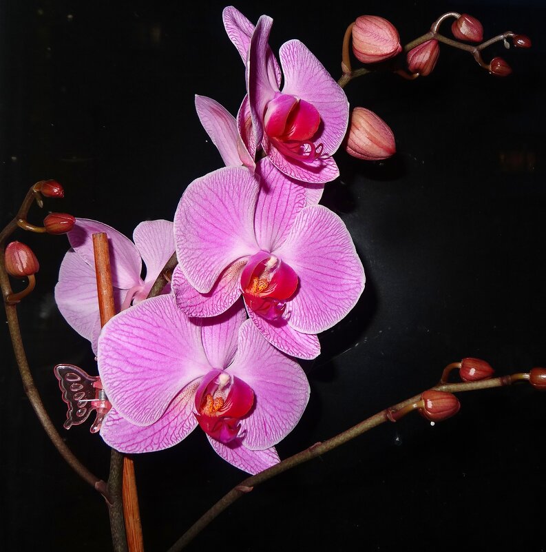 Орхидея цветет - Наталья ***