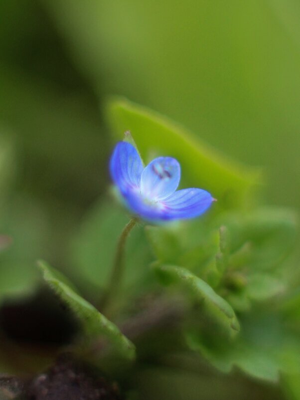 Маленький цветок - Tina Kott