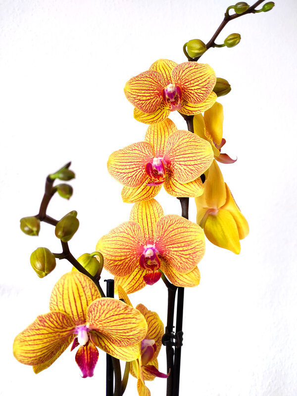 Орхидея - Елена Галата