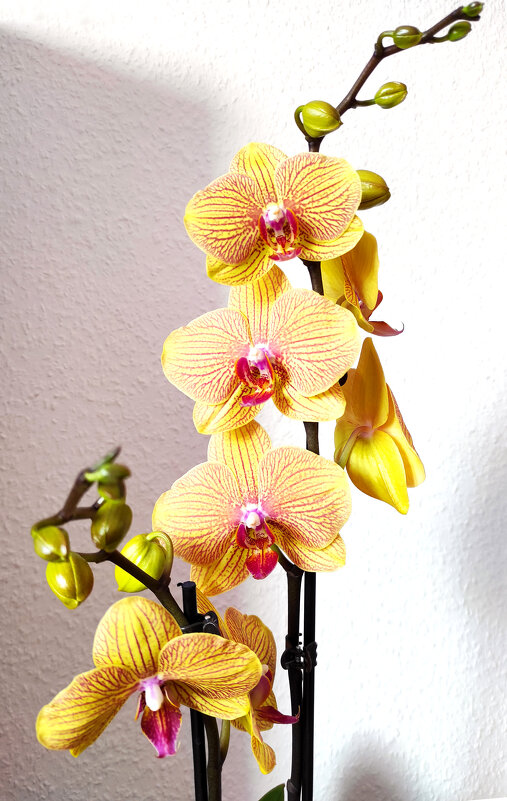 Орхидея - Елена Галата